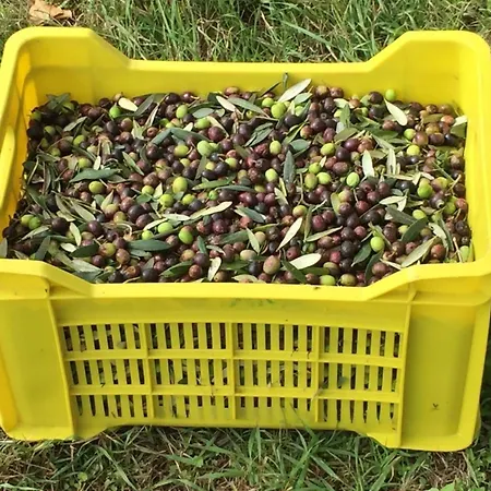 Unabhaengige In Amelia Mit Grill Und Gar By Interhome *