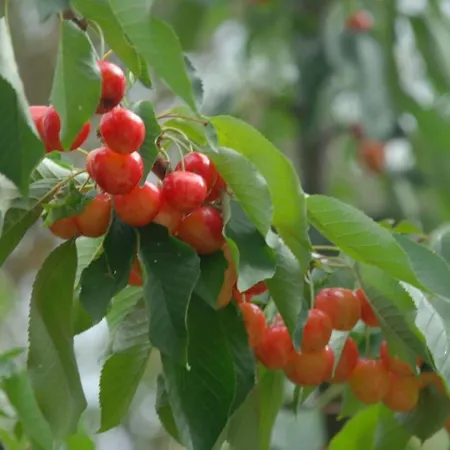 Apartamento Unabhaengige In Amelia Mit Grill Und Gar By Interhome Porchiano (Terni)