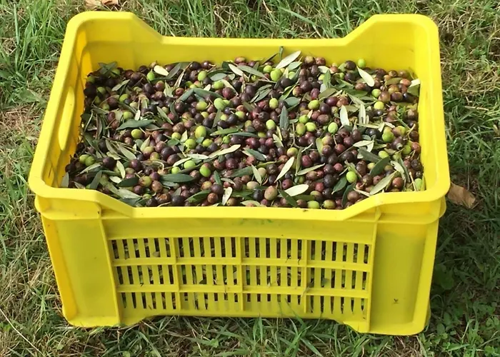 Unabhaengige In Amelia Mit Grill Und Gar By Interhome *