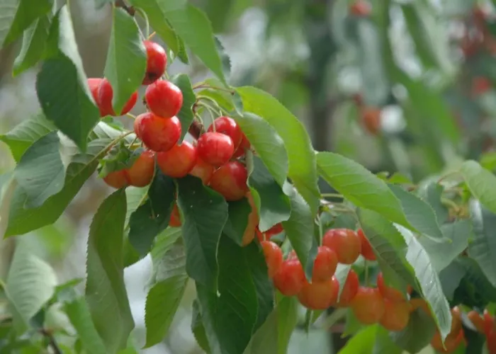 Appartement Unabhaengige In Amelia Mit Grill Und Gar By Interhome Porchiano (Terni)